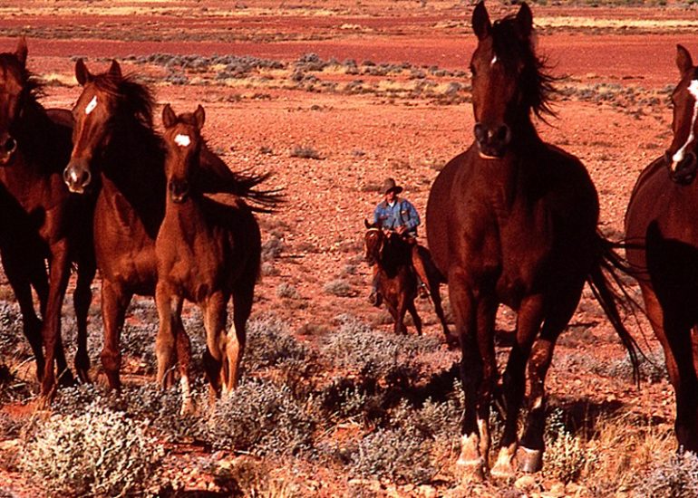 Australie_Alice Spring_Mount Ebenezer Station_ Luke pousse ses chevaux vers l'abreuvoir_1995