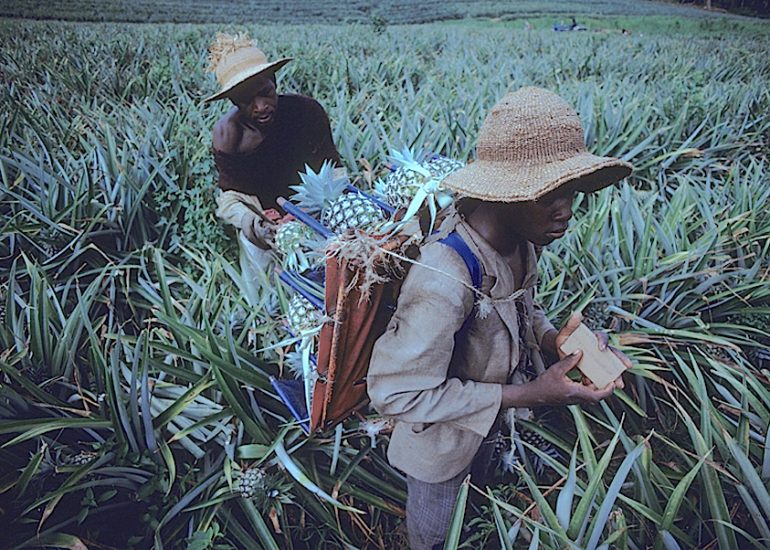 Cote d''Ivoire_Plantation d'Ananas_Bareta-Spadi_Coupeurs et porteurs_Une croix est dessiné sur le carton à chaque nouveau chargement_Ils sont payé aux nombres de croix_1996