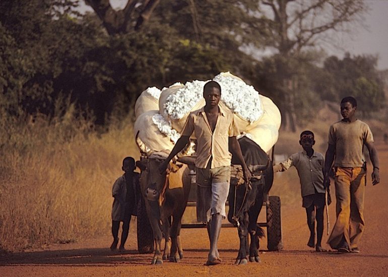 Cote d'Ivoire_Nord_région de Khorogo_Transport de récolte de coton_1994