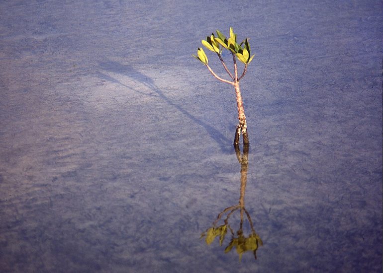 Floride-Key West- Mangrove