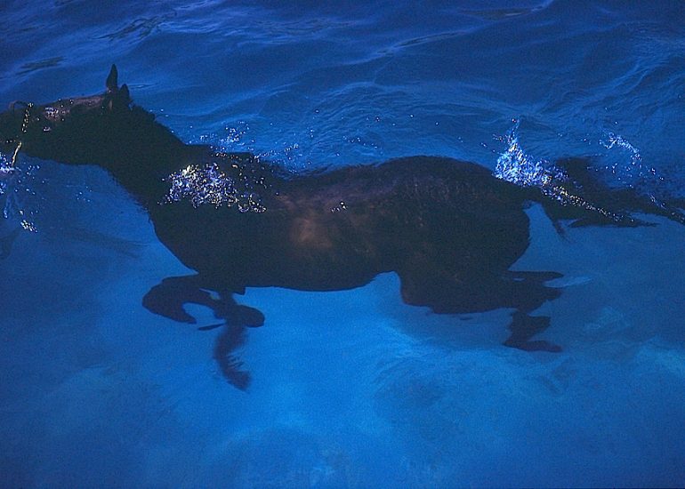 Floride_Ocala_Comte de Marion_Capitale mondiale du cheval_Haras_Bain matinal_1982