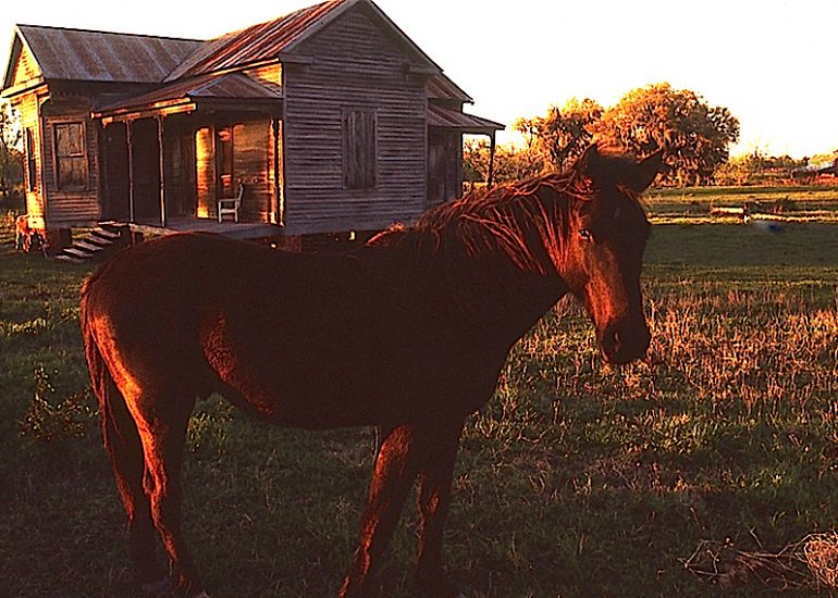 Etats-Unis_Louisiane_pays cajuns_1973