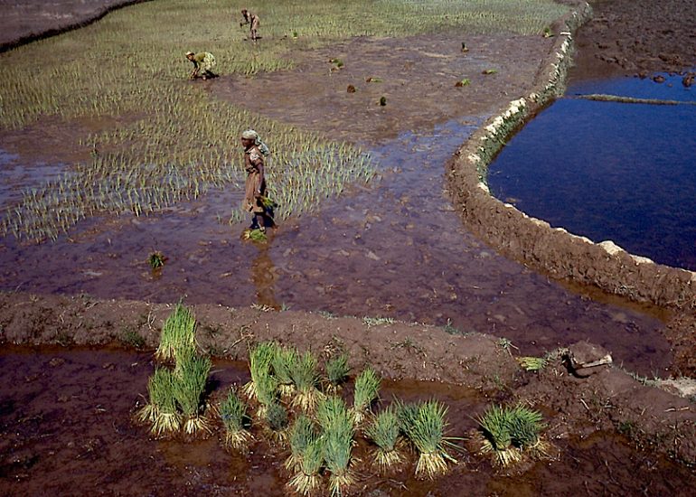 Madagascar_Antananarivo_culture du riz_1999