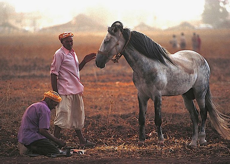 MAROC_Moyen Atlas_Berbères_Meknes_preparation des chevaux pour la Fantasia_1999