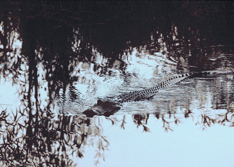 Etats-Unis_Floride_Alligator dans le Parc National des Everglades_sud de la Floride_1982