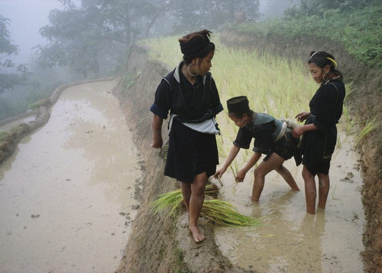 Vietnam_Minorites Dao_Travaux dans les rizieres_1994