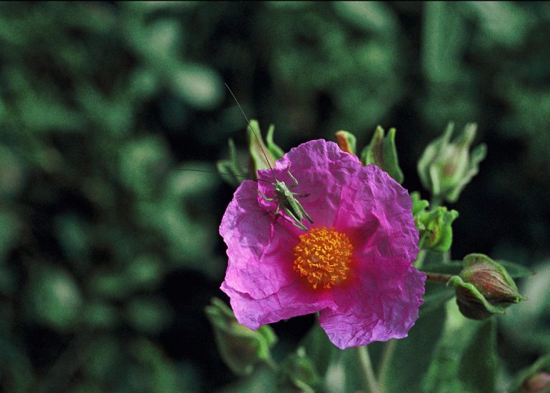 Olivier Martel - Provence: Le pays d'Arles