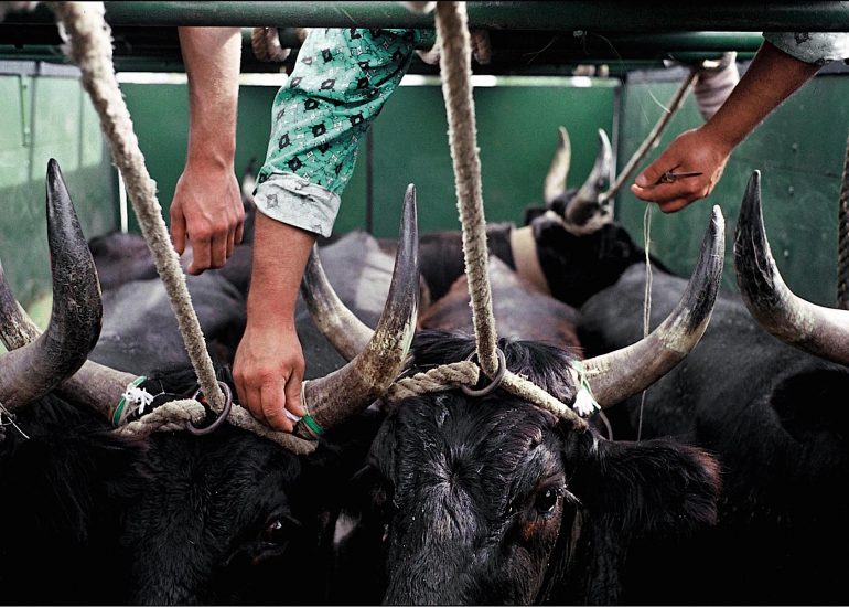 Olivier Martel - Provence - Camargue -Le pays d'Arles - Guardian - Taureaux