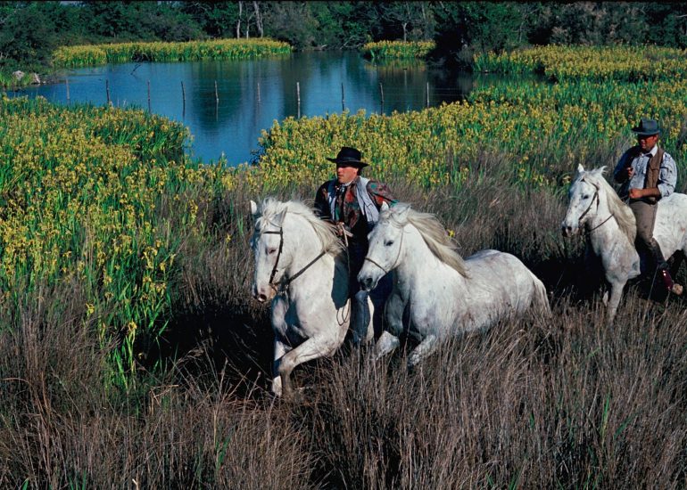 Olivier Martel - Camargue - Provence - Pays d'Arles