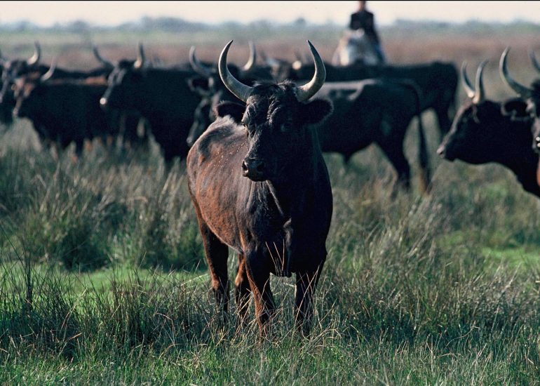 Olivier Martel - Provence: Le pays d'Arles