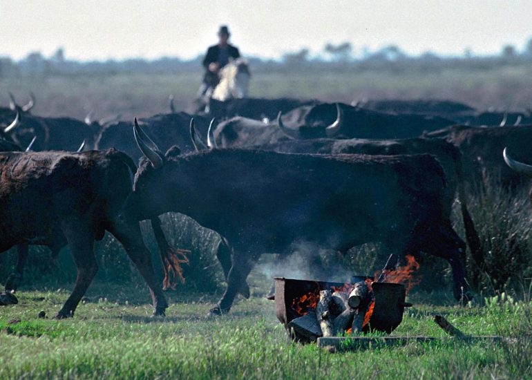 Olivier Martel - Manade Laurent 