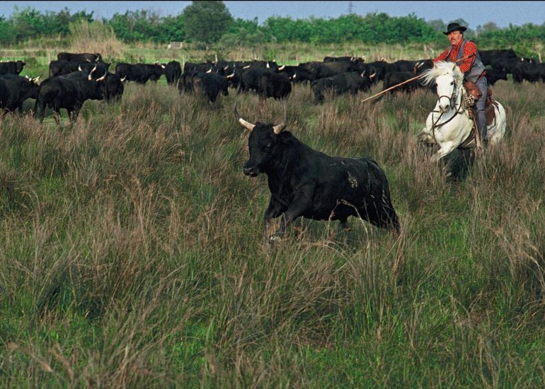 Olivier Martel - Henri Laurent, bull herder, 