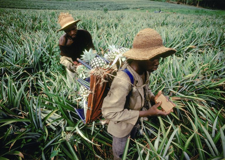 Côte d'Ivoire_Plantation d'ananas_Bareta Spadi_coupeur et porteur_ils sont payés aux nombres de croix_1996