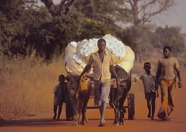 Côte d'Ivoire_Nord_region Korhogo_retour d'une plantation de coton_1996