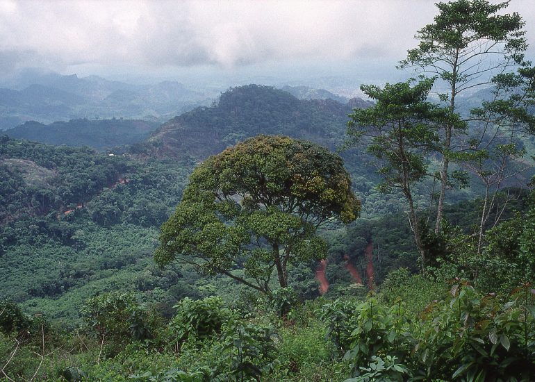 Côte d'Ivoire_Foret dans la region de Man_vue du Mont Tonkoui