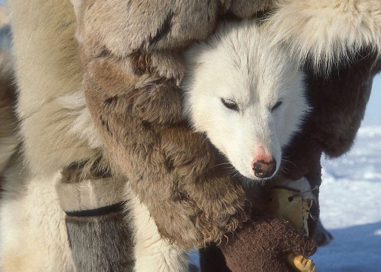 Groenland – Le glacier Jakobshavn